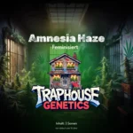 Amnesia Haze feminisierte Cannabis Sorte von Traphouse Genetics - zitrisch, stark, labortestet
