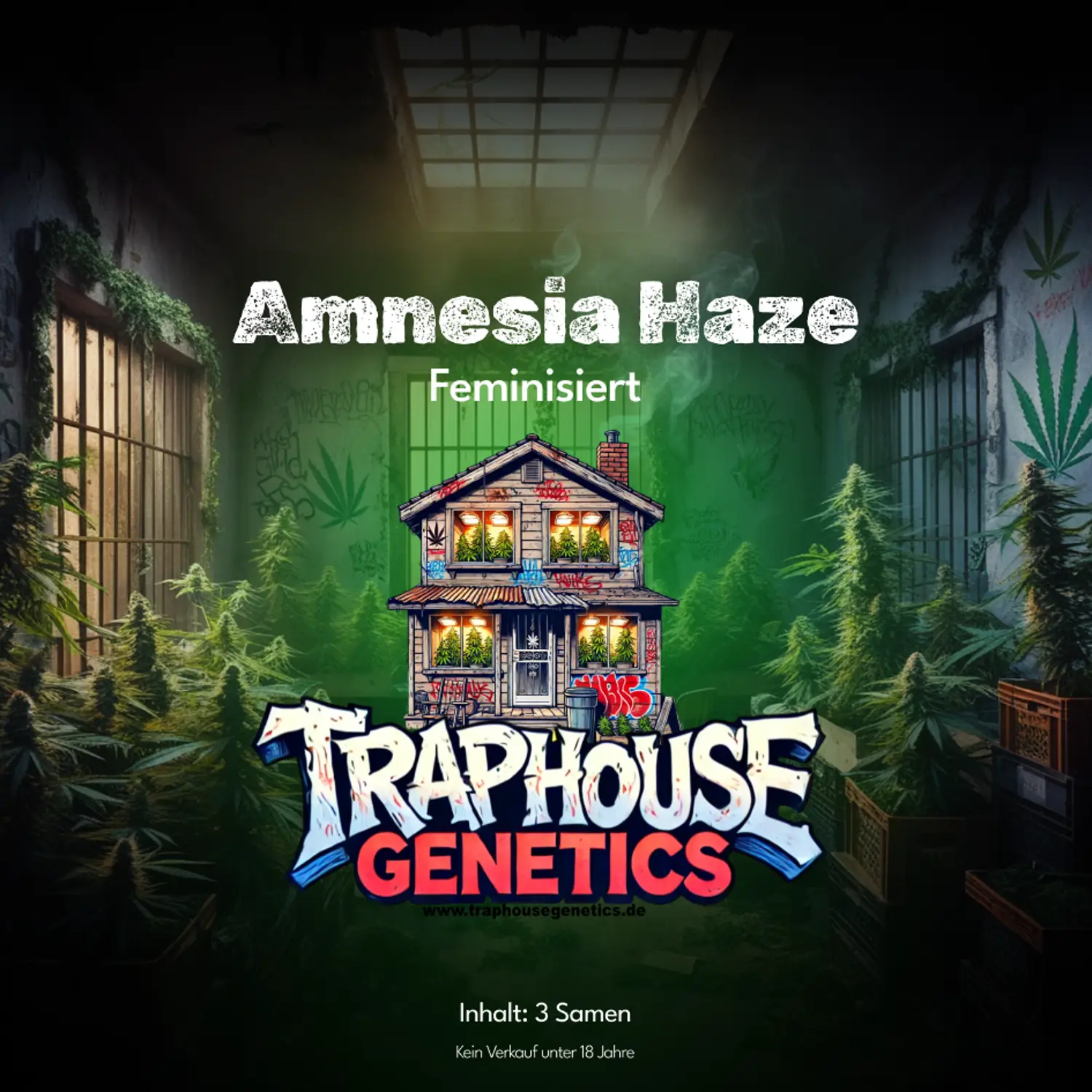 Amnesia Haze Amnesia Haze feminisierte Cannabis Sorte von Traphouse Genetics - zitrisch, stark, labortestet