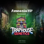 Amnesia HP feminisierte Cannabis-Sorte von Traphouse Genetics - zitrisch, stark, labortestet