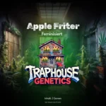 Apple Fritter feminisierte Cannabis Sorte von Traphouse Genetics - süß, apfelig, labortestet