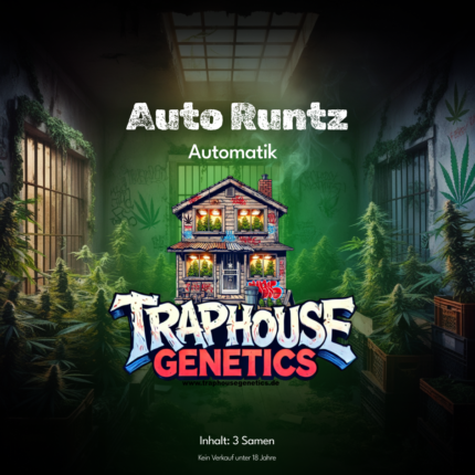 Automatic Runtz autoflowering Cannabis Sorte von Traphouse Genetics - süß, kompakt, selbstblühend, labortestet