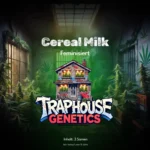 Cereal Milk feminisierte Cannabis Sorte von Traphouse Genetics - süß, cremig, labortestet