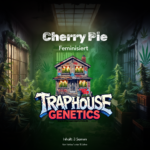 Cherry Pie feminisierte Cannabis Sorte von Traphouse Genetics - kirschig, süß, labortestet