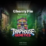 Cherry Pie feminisierte Cannabis Sorte von Traphouse Genetics - kirschig, süß, labortestet
