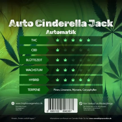 Automatic Cinderella Jack autoflowering Cannabis Sorte von Traphouse Genetics - stark, kompakt, labortestet