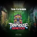Ice Cream feminisierte Cannabis-Sorte von Traphouse Genetics - süss, cremig, labortestet