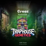 Oreoz feminisierte Cannabis-Sorte von Traphouse Genetics - cremig, dunkel, labortestet