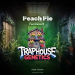 Peach Pie feminisierte Cannabis Sorte von Traphouse Genetics - fruchtig, cremig, labortestet