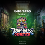 Sherlato feminisierte Cannabis-Sorte von Traphouse Genetics - fruchtig, cremig, labortestet