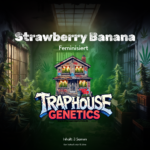 Strawberry Banana feminisierte Cannabis-Sorte von Traphouse Genetics - fruchtig, süß, labortestet