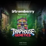 Stromberry feminisierte Cannabis-Sorte von Traphouse Genetics - süss, beerig, labortestet