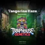 Tangerine Haze feminisierte Cannabis-Sorte von Traphouse Genetics - zitrusfrisch, aktivierend, labortestet