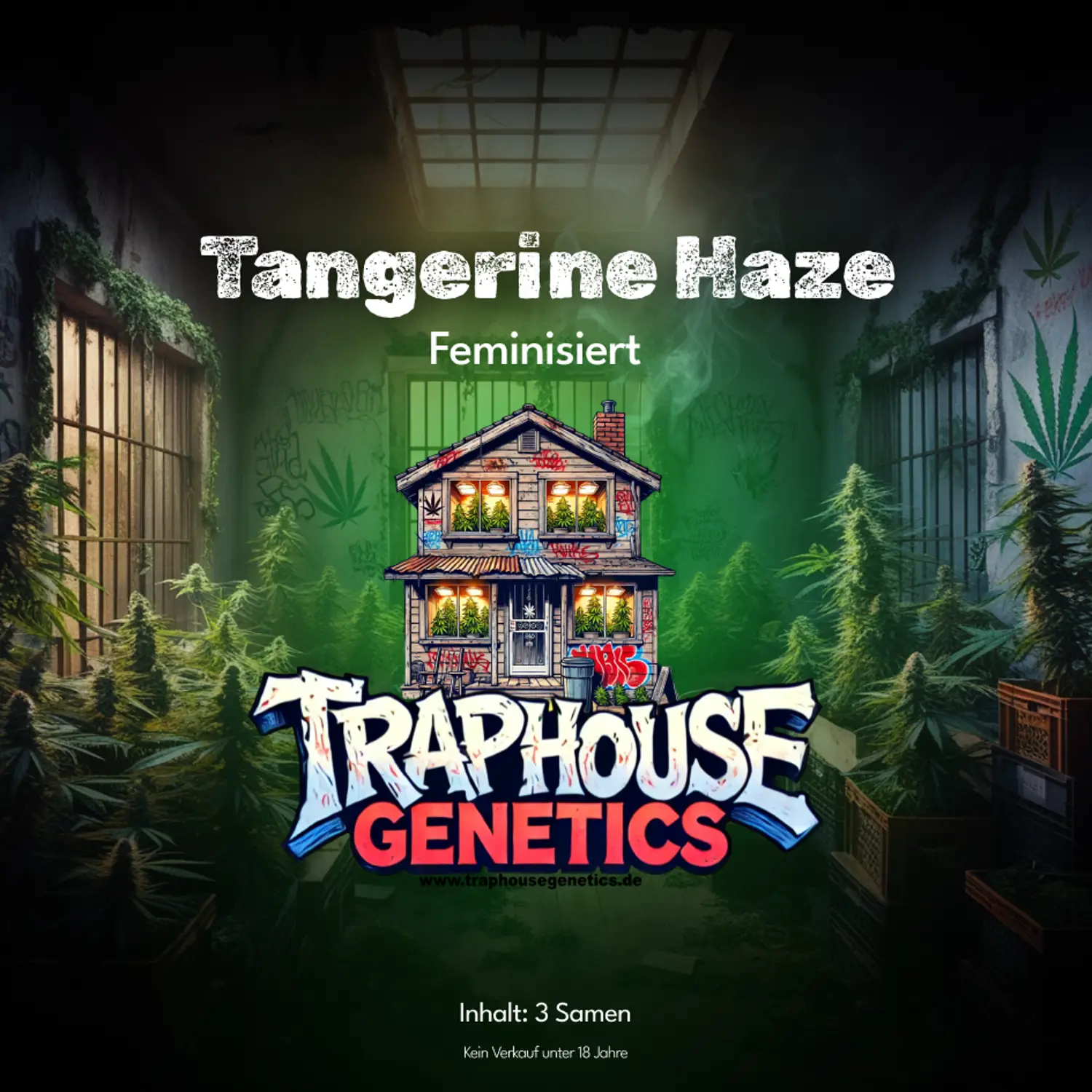 Tangerine-Haze Tangerine Haze feminisierte Cannabis-Sorte von Traphouse Genetics - zitrusfrisch, aktivierend, labortestet
