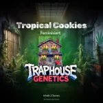 Tropical Cookies feminisierte Cannabis-Sorte von Traphouse Genetics - tropisch, süss, labortestet