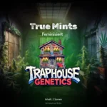 True Mints feminisierte Cannabis-Sorte von Traphouse Genetics - minzig, kräftig, labortestet