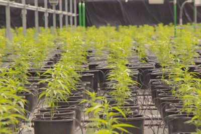 Traphouse Genetics Fem-Samen in Verpackung – 100 % feminisiert