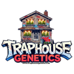 feminized cannabis strain by Traphouse Genetics – resin-rich and lab-tested premium genetics