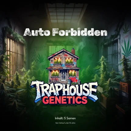Auto Forbidden von Traphouse Genetics – feminisierte Autoflower mit fruchtigem Aroma, violetten Blüten und hohem THC-Gehalt