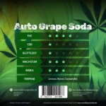 Auto Grape Soda von Traphouse Genetics – feminisierte Autoflower mit lila Buds, Trauben-Aroma und starkem THC-Gehalt