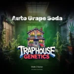 Auto Grape Soda von Traphouse Genetics – feminisierte Autoflower mit lila Buds, Trauben-Aroma und starkem THC-Gehalt