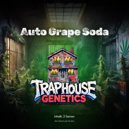 Auto Grape Soda von Traphouse Genetics – feminisierte Autoflower mit lila Buds, Trauben-Aroma und starkem THC-Gehalt