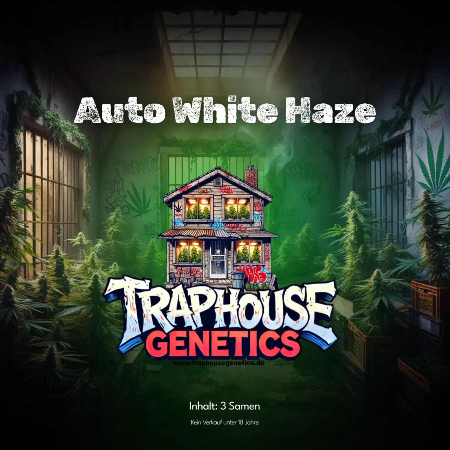 Auto White Haze-2 Auto White Haze von Traphouse Genetics – autoflowering Cannabissorte mit hellem Haze-Aroma, frostigen Buds und energetischer Wirkung