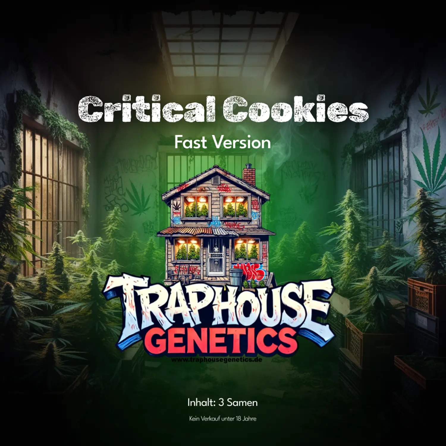 Critical Cookies-2 Critical Cookies Fast von Traphouse Genetics – schnellblühende feminisierte Cannabissorte mit süß-würzigem Aroma und hoher Harzproduktion