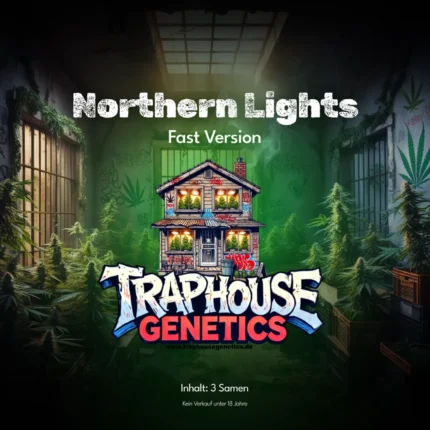 Northern Lights Fast von Traphouse Genetics – schnellblühende feminisierte Cannabissorte mit kompaktem Wuchs, klassischem Indica-Aroma und starker Wirkung