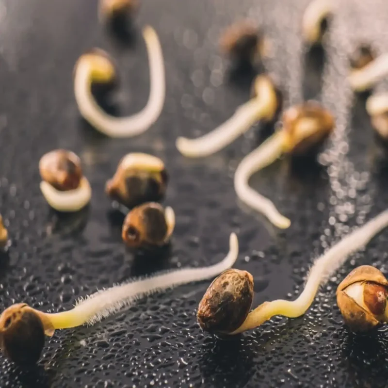 Cannabis Samen keimen – keimender Samen mit sichtbarer Wurzel