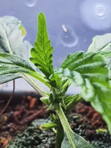 S1 Linien von Traphouse Genetics