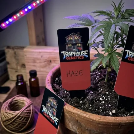 Traphouse Genetics Pflanzenschilder in Schwarz für die Sortenbeschriftung im Growroom.