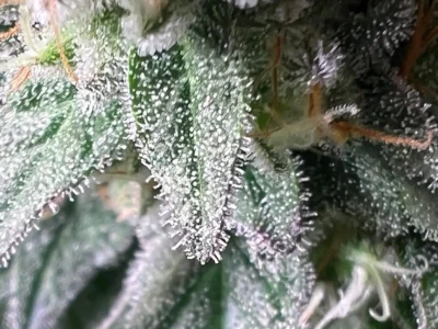Nahaufnahme von Cannabis-Trichomen auf einer reifen Blüte mit hohem Terpengehalt